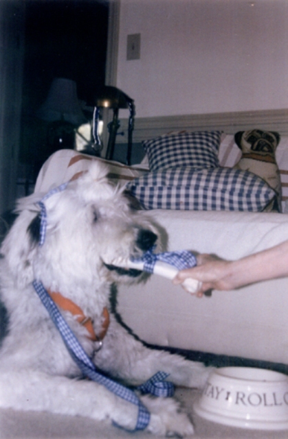 /images/events/14/George with bone 1 July 5 08.jpg